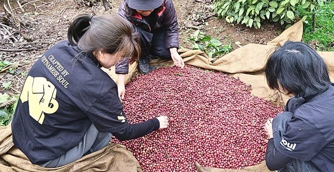Soul Fine Robusta